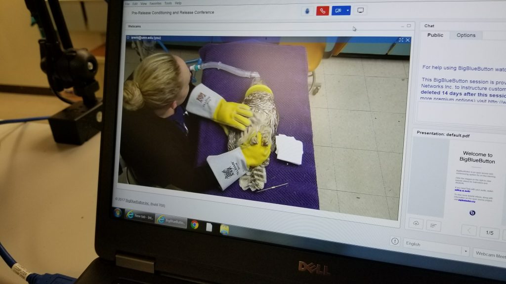 University of Minnesota Raptor Center Video System Output